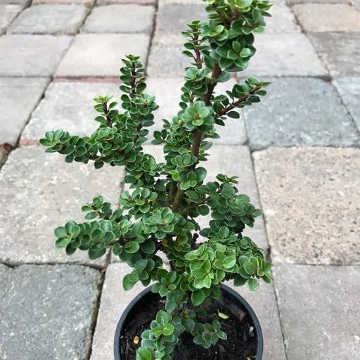 Ilex crenata 'Dwarf Pagoda' - The Garden Corner