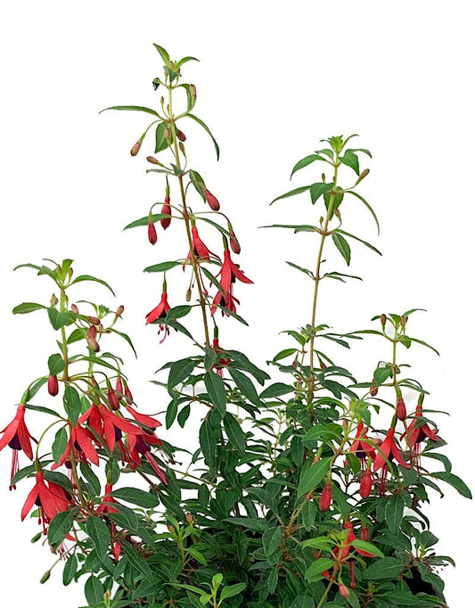 Fuchsia 'Little Giant' 1 Gallon - The Garden Corner