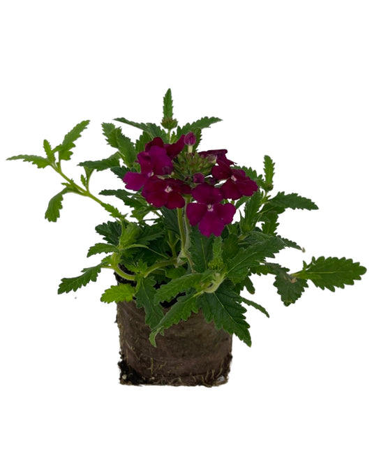 Verbena 'Empress Flair Burgundy'