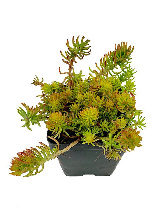 Sedum reflexum 'Yellow Cushion' 4 inch - The Garden Corner