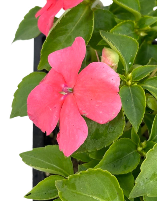 Impatiens 'Beacon Coral'