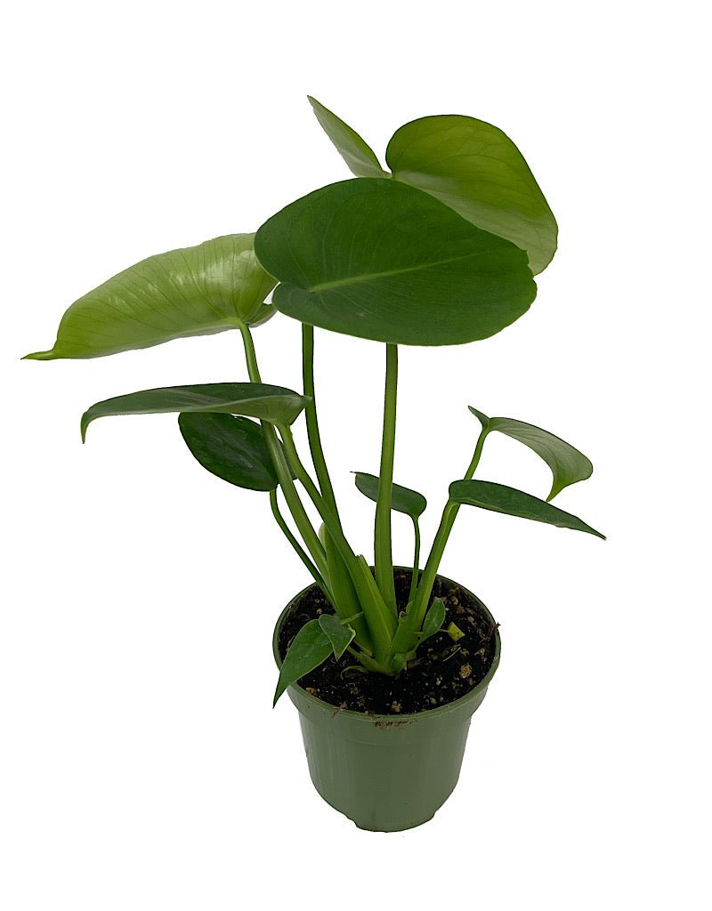 Monstera deliciosa - House Plants