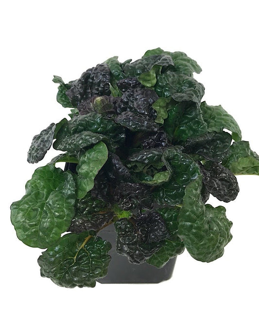 Ajuga reptans 'Metallica Crispa' 4 Inch - The Garden Corner