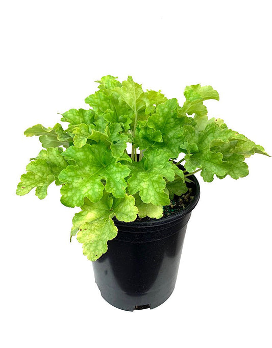 Heuchera 'Lime Ruffles' 1 Gallon - The Garden Corner