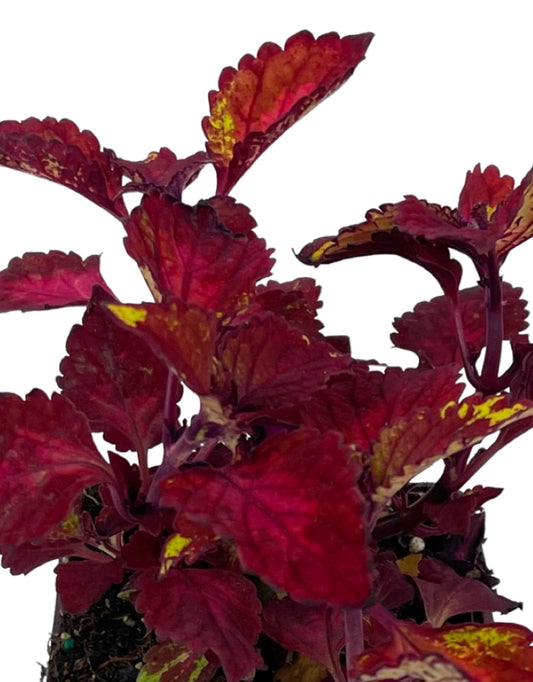 Coleus 'CC Hottie'
