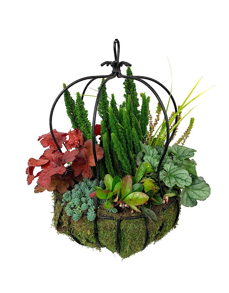 Hanging Garden 50 - The Garden Corner