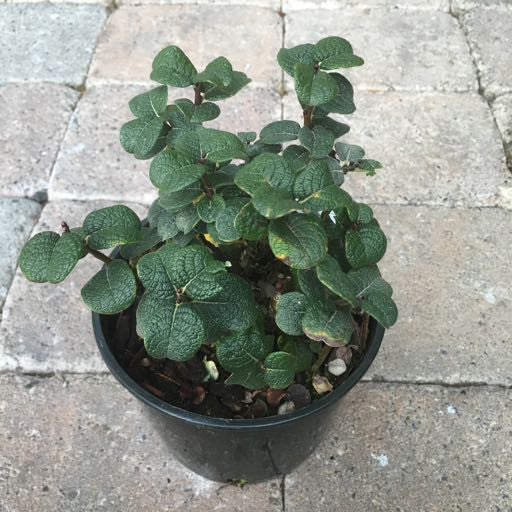 Salix boydii 1 Gallon