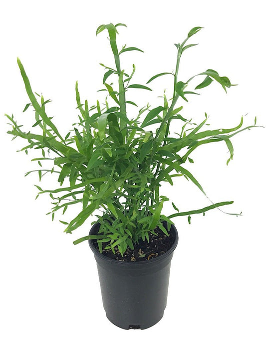 Homalocladium 'Ribbon Bush' - 1 gal - The Garden Corner