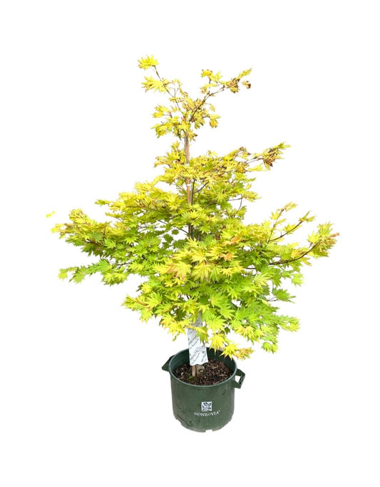 Acer shirasawanum 'Autumn Moon'