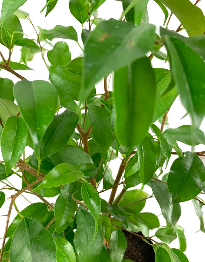 Ficus benjamina 'Evergreen'