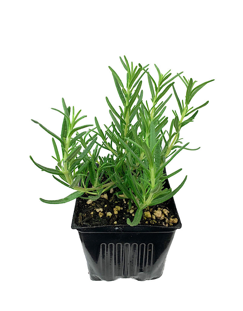 Rosmarinus o. 'Tuscan Blue' 4 inch
