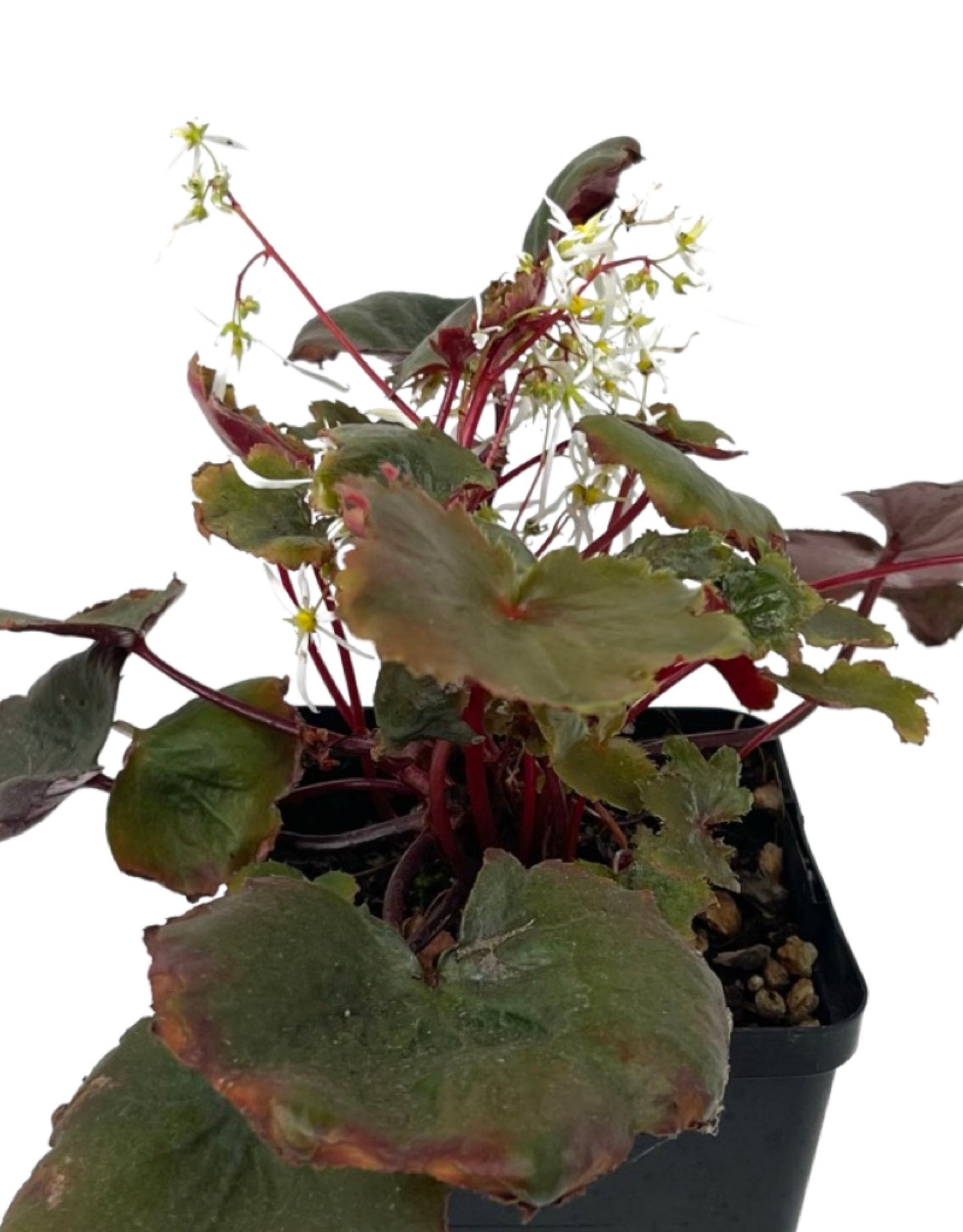 Saxifraga fortunei 'Rubrifolia' Quart