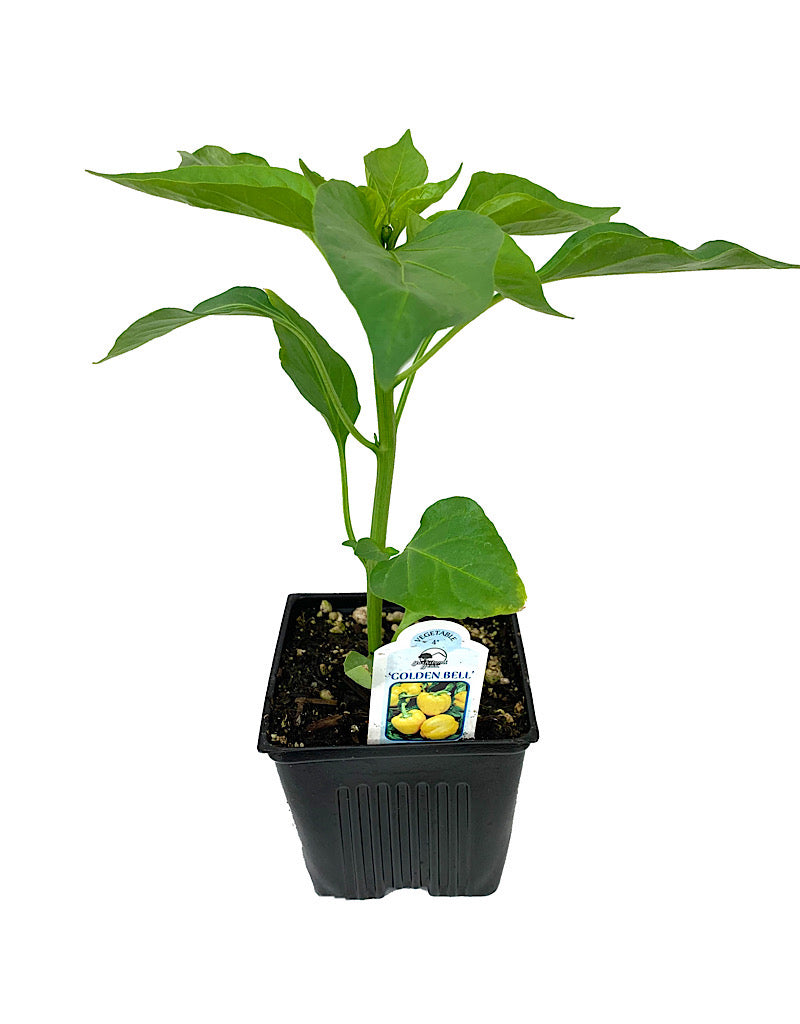 Pepper 'Golden Bell'