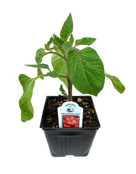 Tomato 'Brandywine Red'