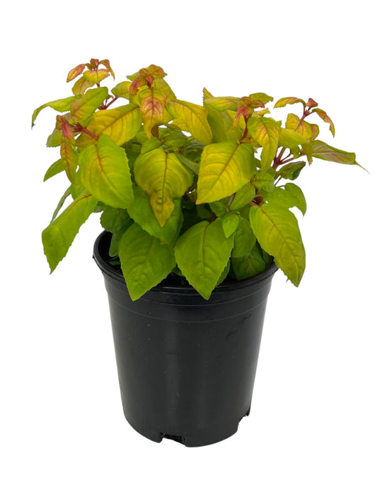 Fuchsia 'Golden Herald' 1 Gallon - The Garden Corner