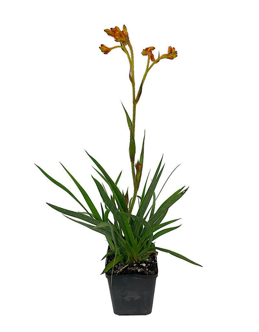 Anigozanthos 'Bush Tango' Quart - The Garden Corner