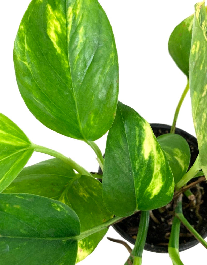 Epipremnum aureum (Pothos)