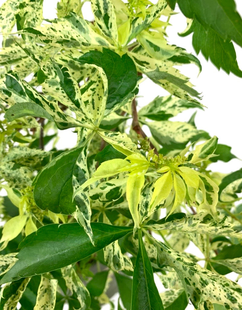 Parthenocissus quinquefolia 'Star Showers' 1 Gallon
