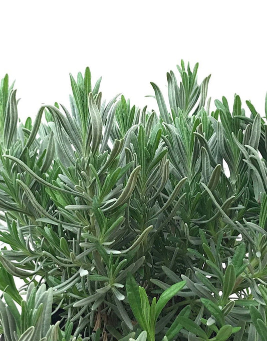 Lavandula 'Impress Purple' 1 Gallon - The Garden Corner