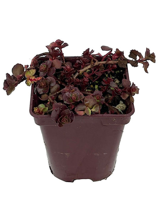 Sedum s. 'Ruby Mantle' 4 Inch - The Garden Corner