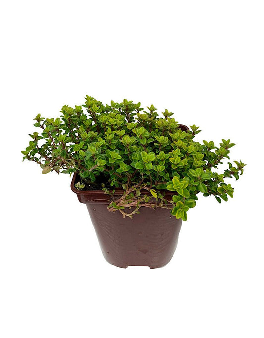 Thymus c. 'Lime' 4 inch - The Garden Corner
