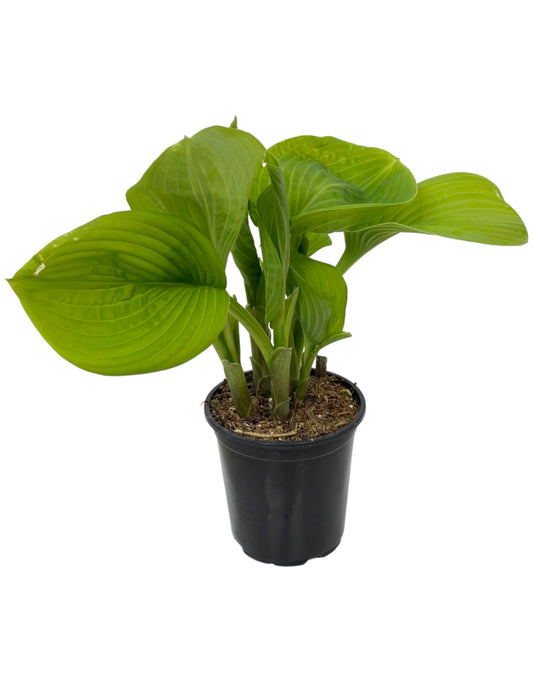 Hosta 'Guacamole' Quart - The Garden Corner