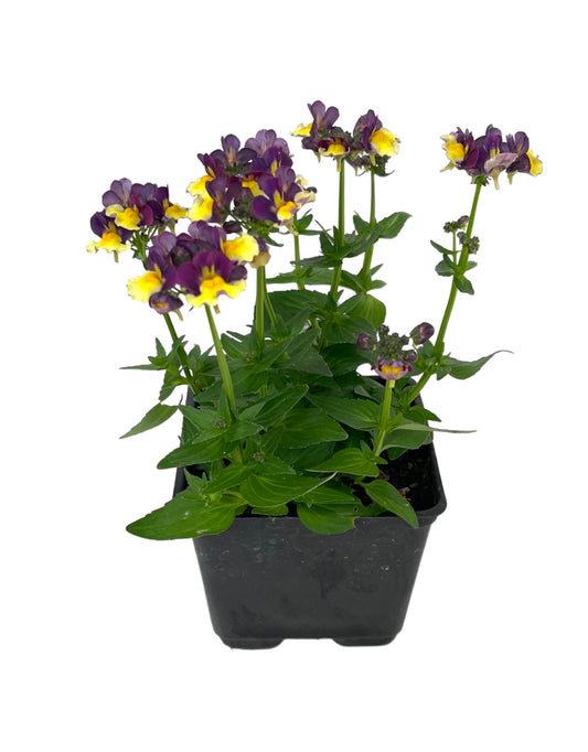 Nemesia 'Sunglow Yellow Bicolor'