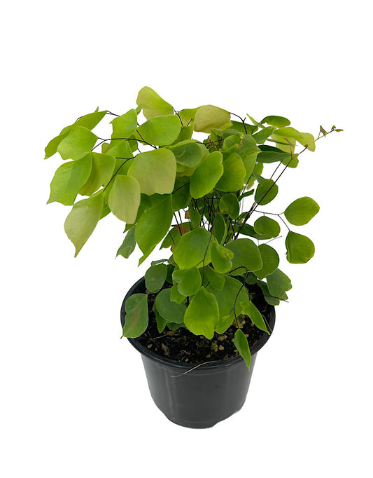 Adiantum peruvianum