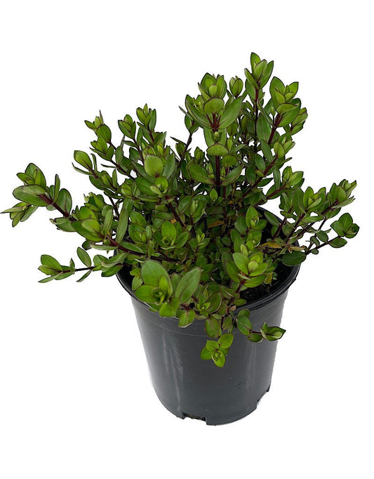 Hebe x 'Autumn Glory' 1 Gallon - The Garden Corner