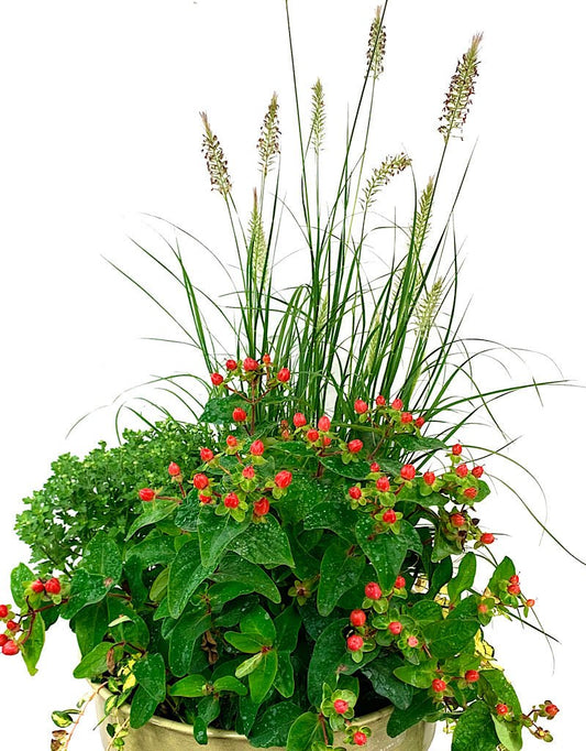 GC Exclusive 2 - The Garden Corner