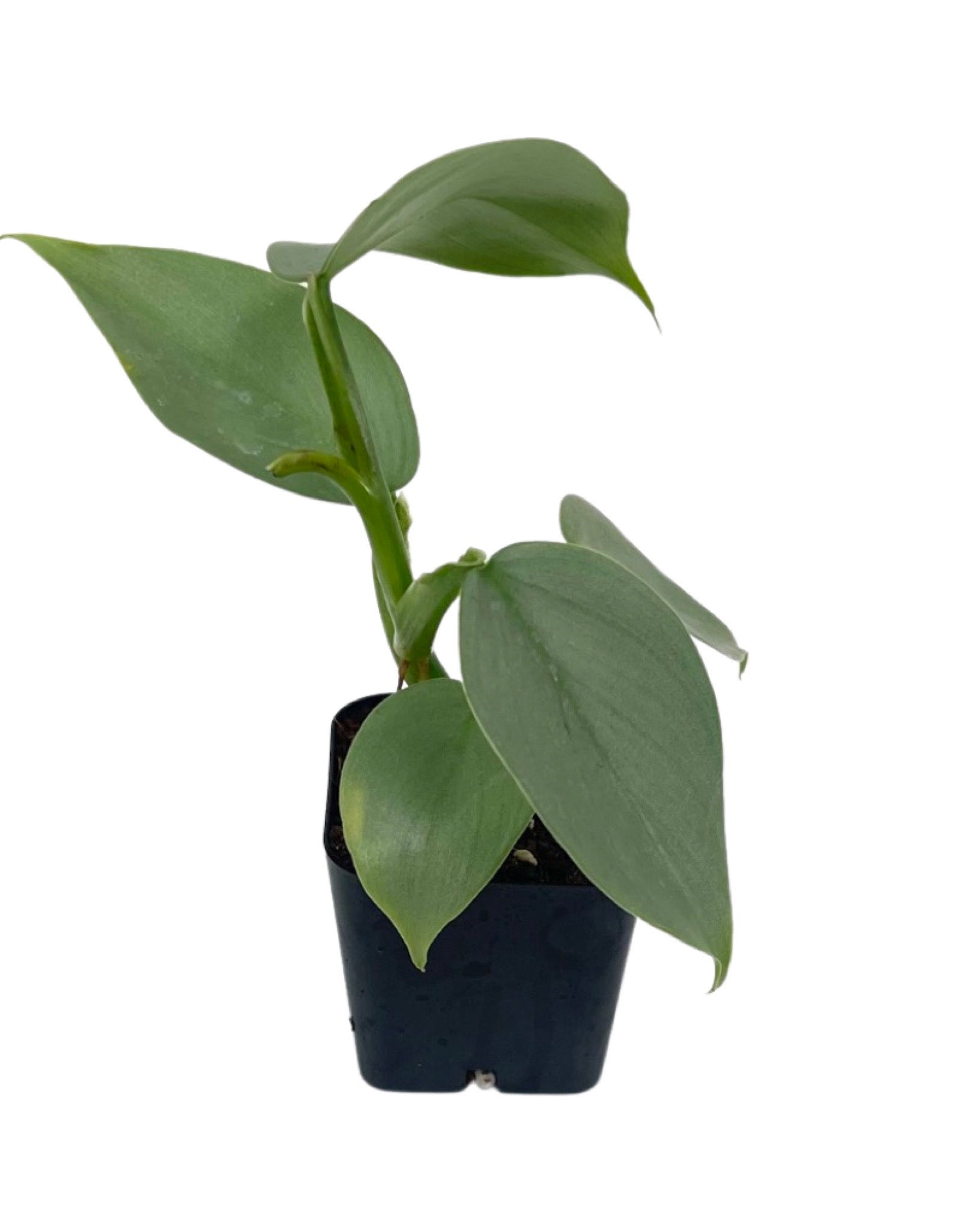 Philodendron hastatum Silver Sword - The Garden Corner