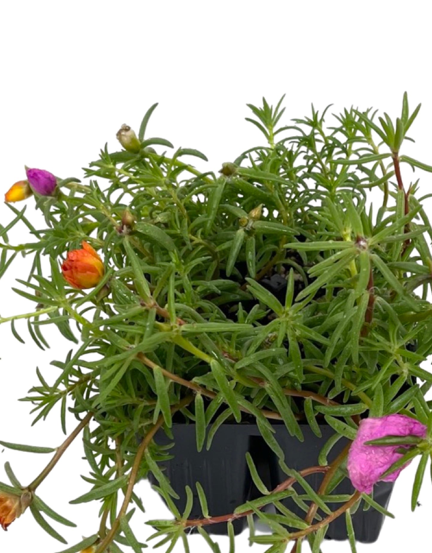 Portulaca 'Sundial Mix' Jumbo Traypack