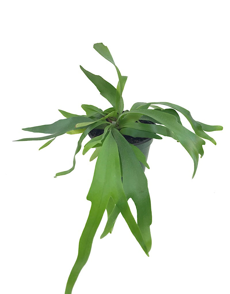 Platycerium bifurcatum - 4 inch - House Plants