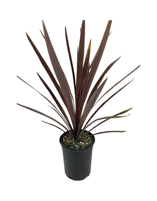 Cordyline australis 'Red Sensation' 1 Gallon - The Garden Corner