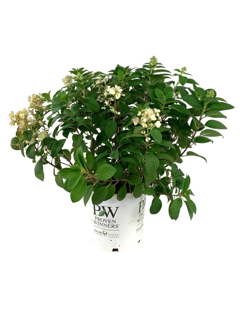 Hydrangea paniculata 'Little Quick Fire'