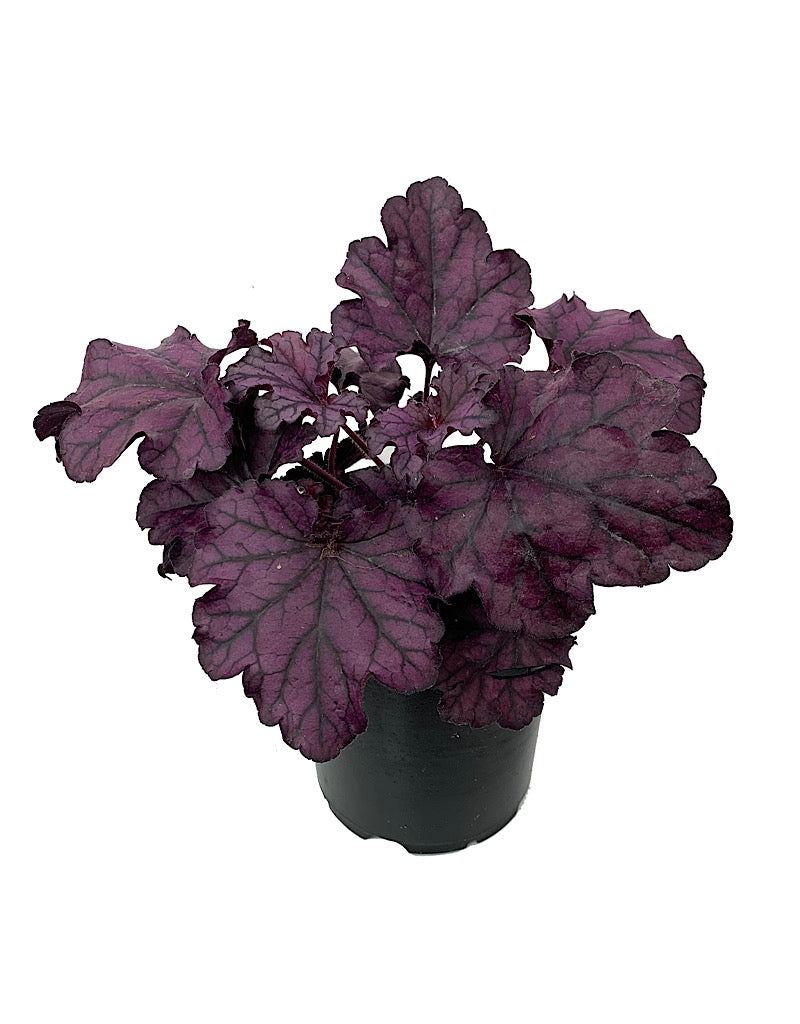 Heuchera 'Forever Purple' - Perennials
