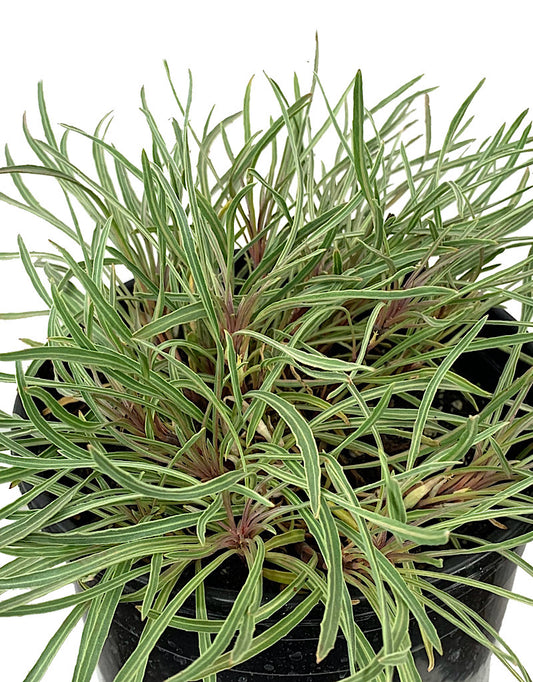 Oenothera fremontii 'Shimmer'  1 Gal