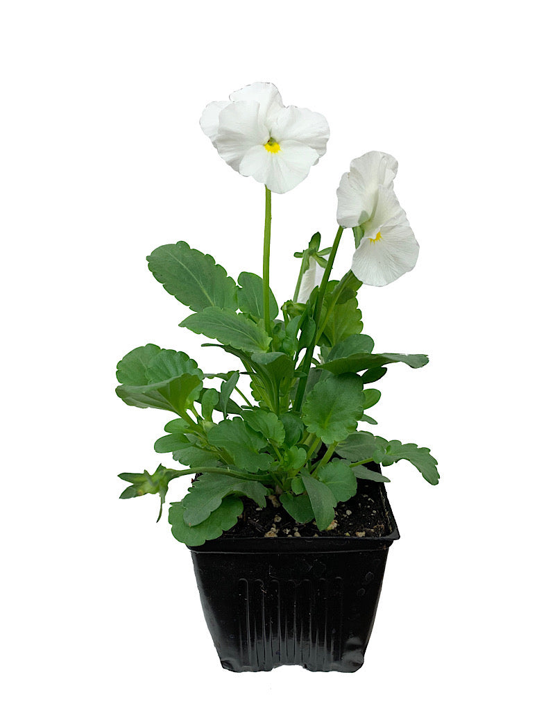 Pansy