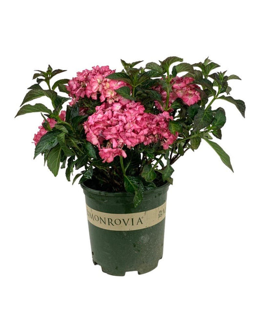 Hydrangea macrophylla 'Seaside Serenade Hamptons' - The Garden Corner