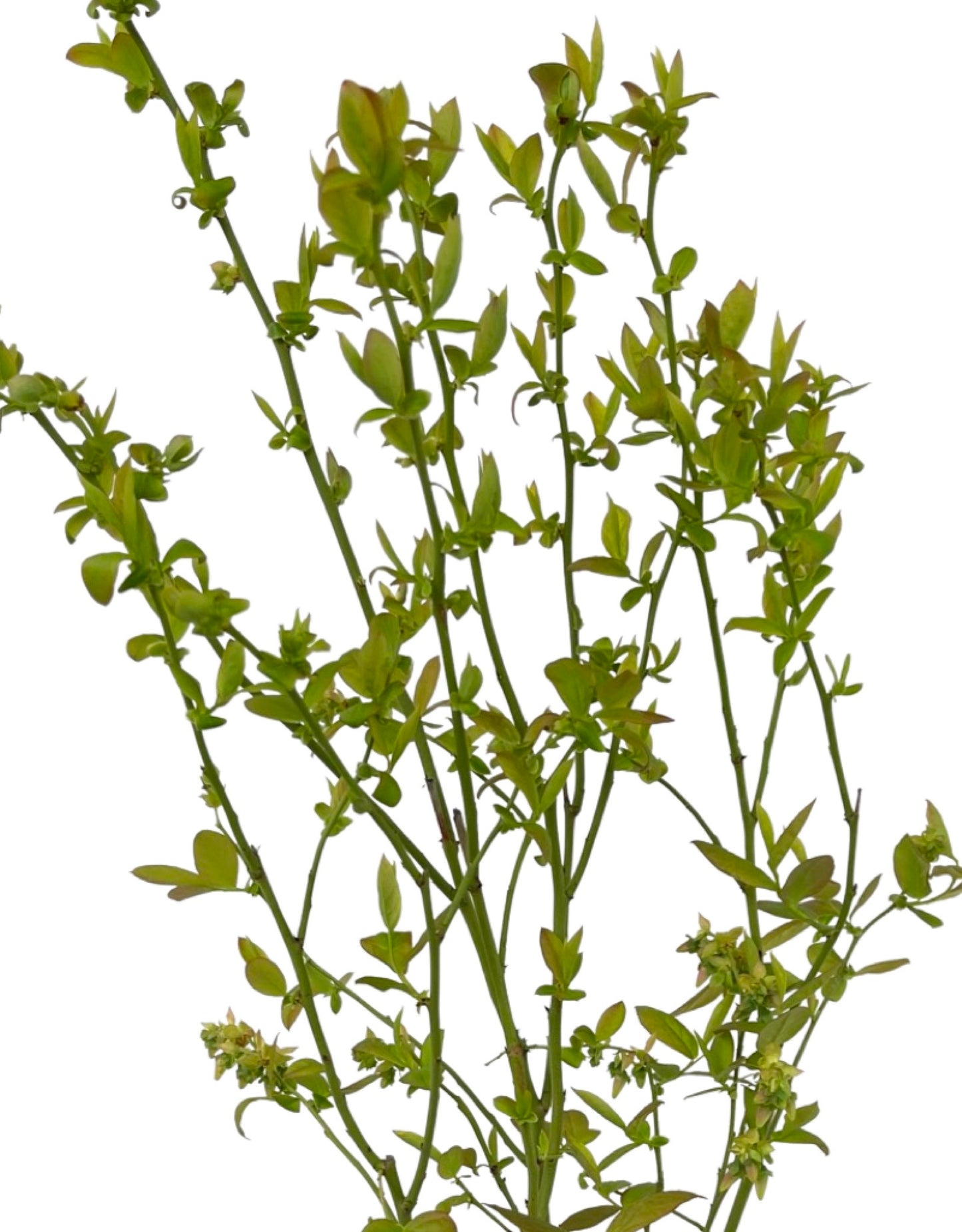 Vaccinium corymbosum 'Blueberry Bluejay' 1 Gallon