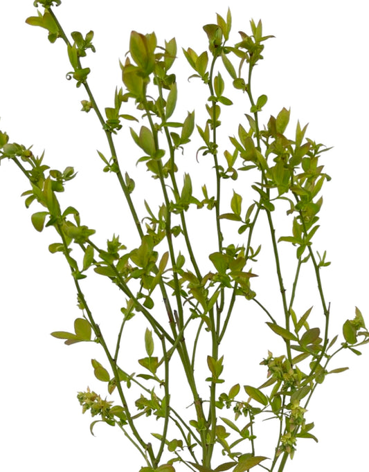 Vaccinium corymbosum 'Blueberry Bluejay' 1 Gallon