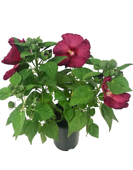 Hibiscus 'Luna Red' 1 Gallon - The Garden Corner