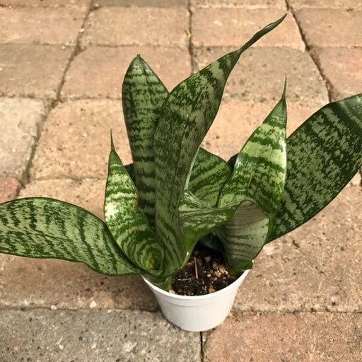 Sansevieria 'Superba' 4 inch - The Garden Corner