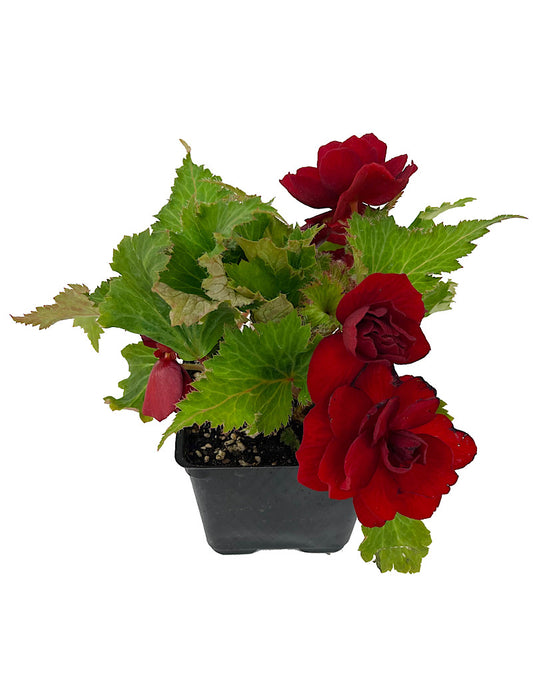 Begonia 'Nonstop Red'