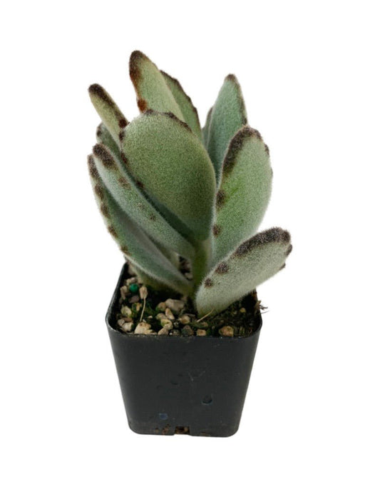 Kalanchoe tomentosa 'Nigra' - The Garden Corner