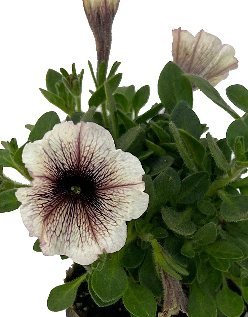 Petunia 'Supertunia Latte'