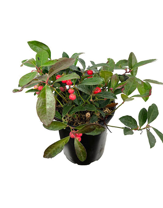 Gaultheria procumbens 'Berry Cascade' Quart - The Garden Corner
