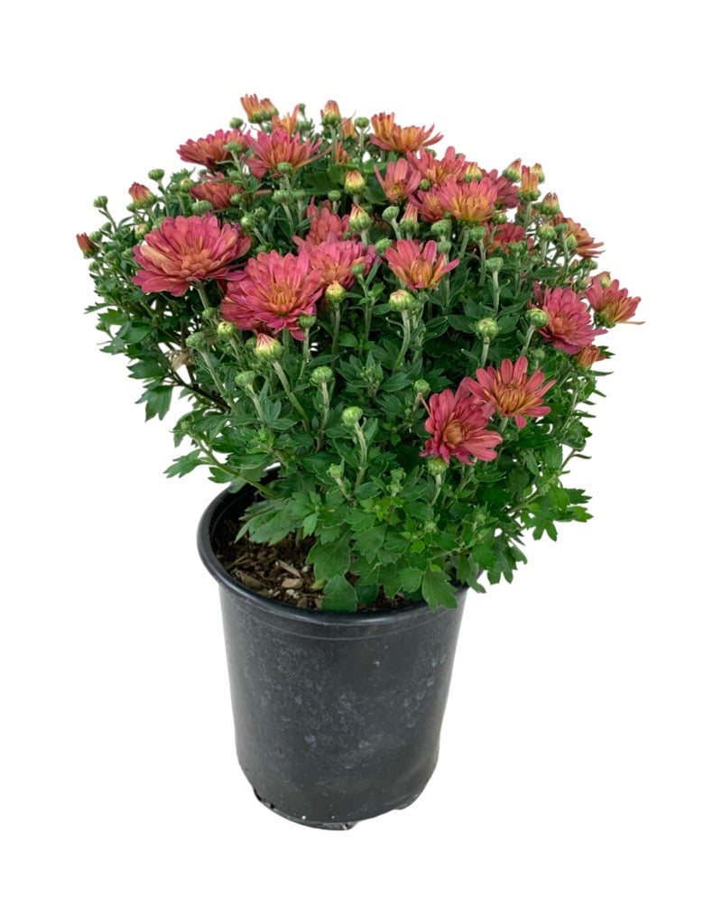 Garden Mum