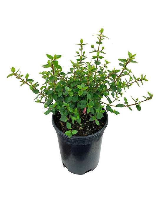 Correa 'Dusky Bells' - The Garden Corner