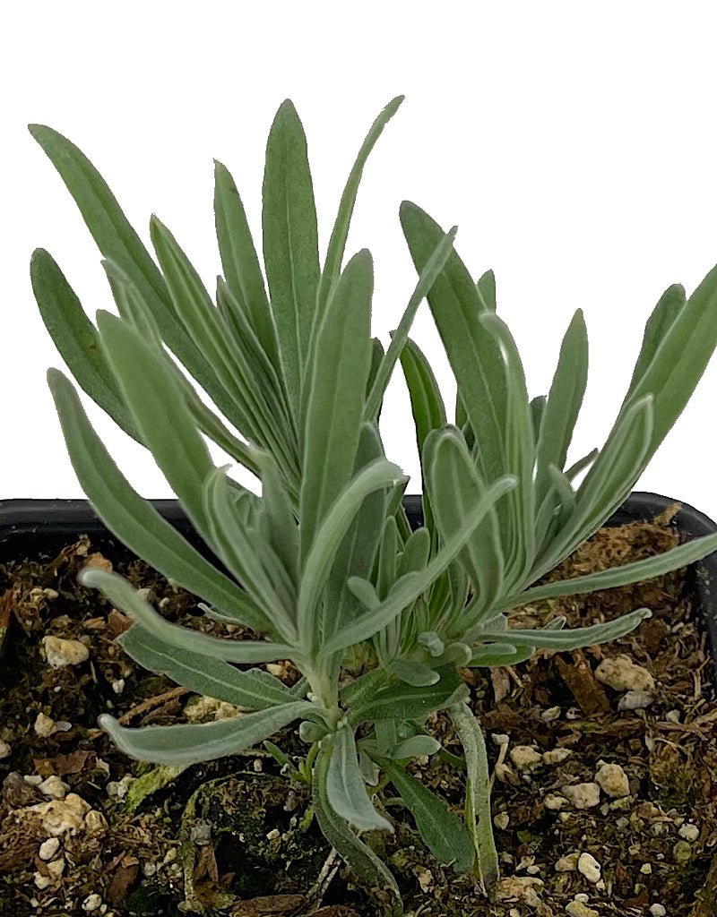 Lavandula €˜Hidcote Giant' 4 Inch - The Garden Corner